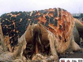 什么是南非海怪?南非海怪做过什么事