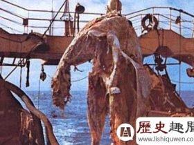 史前蛇颈龙:揭秘日本捕获海怪之谜