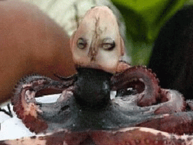恐怖的印尼章鱼人,长着人脸还会发出婴儿的啼哭