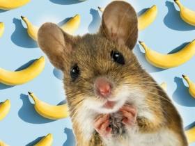 公老鼠不喜欢香蕉的原因终于查明