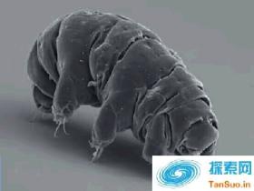 冰冻30年的动物被日本科学家成功复活