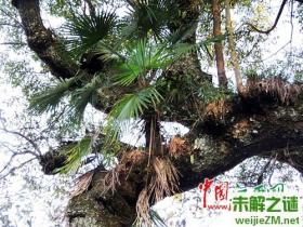 铜鼓县一棵树300年樟树上涨了3棵小树形成“树上树”奇观