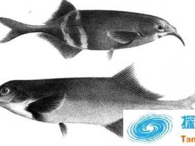 科学家发现一种奇鱼 能随意切换电感官和视觉感官