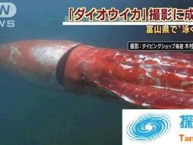 日本海港惊现巨型海怪绕渔船巡游 形似潜艇吓呆众人