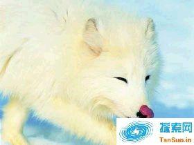 揭震惊全香港狐仙杀人事件|灵异事件