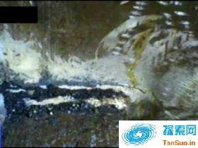 1981年香港狐仙事件(图)|灵异