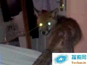 动物的灵异事件之震惊全港的香港狐仙事件|灵异