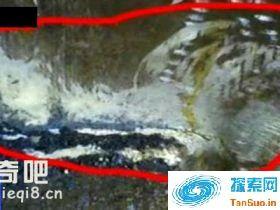 香港狐仙事件|灵异