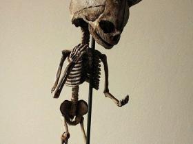 英国地窖发现数百件未知生物骨架