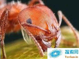 南美洲丛林无敌霸主：恐怖食肉蚁猎杀人类