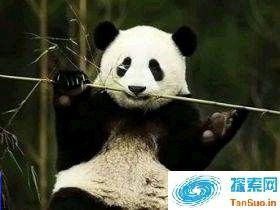 竹子并非它的最爱：大熊猫竟也是食肉动物