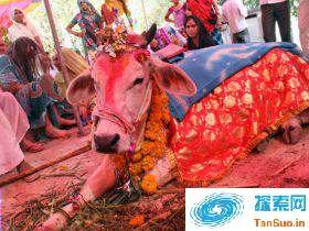 印度村民花10万为两头牛举办盛大婚礼祈福
