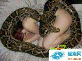 蟒蛇绝食每晚缠美女睡觉?真相骇人听闻