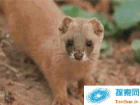 黄鼠狼成精疯狂报复农户 鸡犬不宁全家死光光