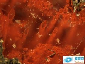 科学家可能发现了地球上最古老的生命