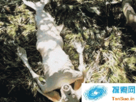 水猴子抓走农村小孩 二十年后小孩竟死而复生太可怕