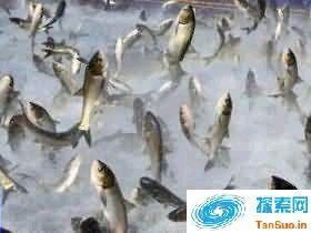 唐山大地震发生前: 怪异事件不断