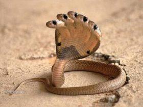 五头蛇是真的存在吗 传说中的图片揭秘