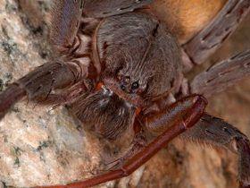 墨西哥惊现新种巨型蜘蛛：四对眼 红色獠牙恐怖