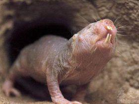 不得不服!裸鼹鼠竟还有这样的超能力!
