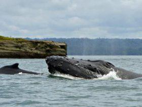 座头鲸宝宝与妈妈会说悄悄话 以躲避潜在掠食者
