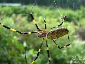 这些蜘蛛生活在约四千米高空中胆子却小