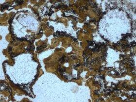 科学家发现陆地上最古老化石 生命或起源于陆地