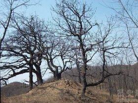 夏朝第17代帝王夏皋生平简介