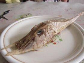 英国发现奇怪生物 当地称其为盔甲鱼