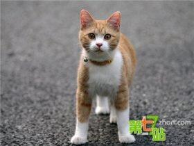 世上是否真有猫仙存在?民间流传灵异事件