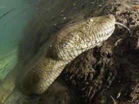 与巨型水蟒零距离接触