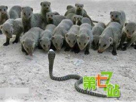 惊呆!毒蛇都咬不死动物 可以说是很强悍了