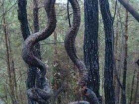 安徽巨蟒渡劫事件始末 巨蟒腾空飞起突然炸裂