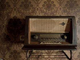 树蛙趴在树蟒身上“荡秋千”