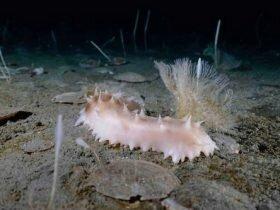 英媒:科考发现佐证气候变暖或致南极海洋生物大增