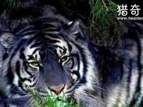 传说中的黑蓝虎真的存在吗？黑蓝虎灭绝了吗？