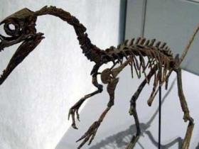 中华龙鸟之谜，科学首次发现中华鸟化石（和鸟的祖先有关）