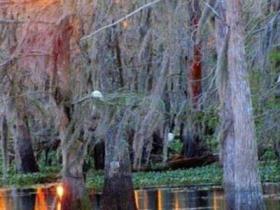 幽灵沼泽未解之谜,幽灵沼泽里有鬼叫声(被伏都教丧尸女王下咒)