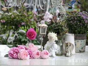 这四种花 春天赶紧搬出去 “冻死了” 花会更漂亮