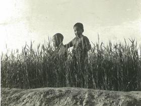 少年麦收，多少人梦中的情景！1939年日寇在天津杨村拍摄的麦收