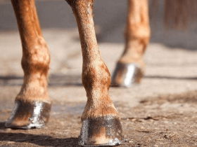 古代战马为什么要打马?马会受伤吗