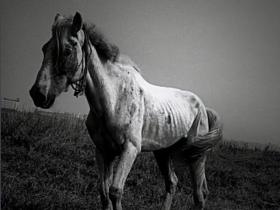 清代“扬州瘦马”是什么?