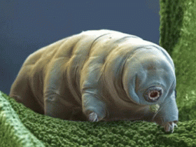 比蟑螂更顽强的生命 水熊虫的寿命有多长?