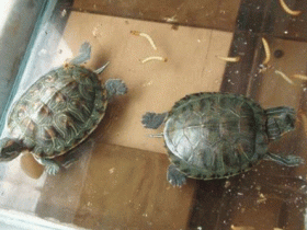 养龟为何不能成双的养,原来触犯了风水大忌