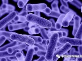 在国际空间站发现的未知微生物刷新了对宇宙生命的认识