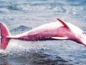 粉红色海豚 世界之大无奇不有