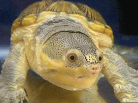 窄桥蛋龟为什么受人喜爱？可爱的高价值造型俘获了大量海龟玩家的心