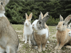 农夫放生20只兔子，50年增长9亿倍，吃光澳洲草原，毒气弹都无用