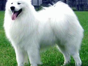 2021年属狗的是一个坎,风水学中戌土与丑土相遇导致犯刑