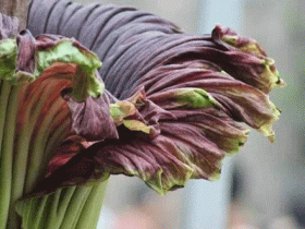 鬼吹灯中的尸香魔芋花真的存在吗?现实中它就究竟长什么样?